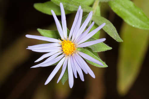 Symphyotrichum oblongifolium #5